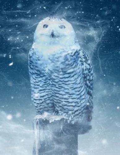Snow Owl Notebook