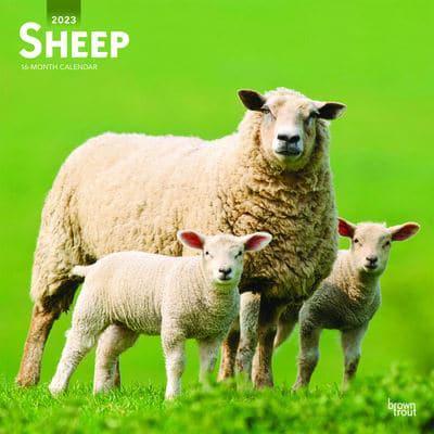 Sheep 2023 Square
