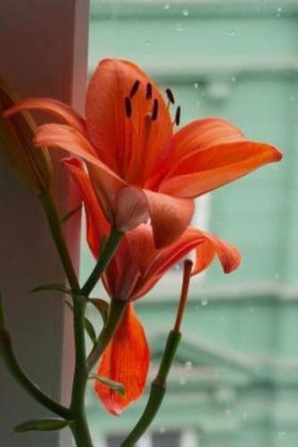 Awesome Lily in the Window Flower Journal