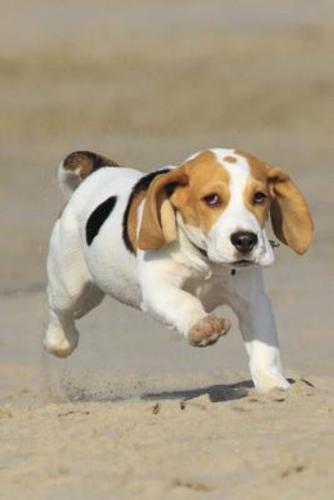 Little Beagle Playing at the Dog Beach Journal