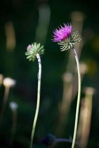 A Blooming Purple Thistle Plant Journal