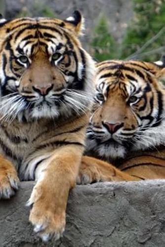 Two Terrific Tigers Journal