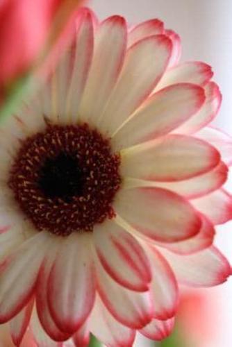 White and Pink Gerbera Daisy Journal
