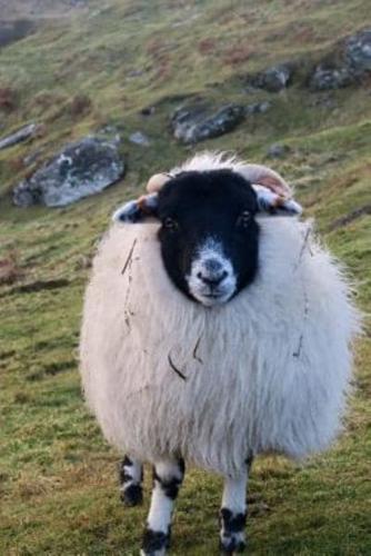 Fluffy Scottish Black-Faced Sheep Journal