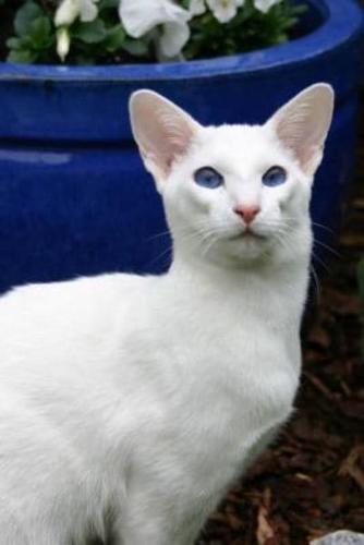 White Siamese Cat Journal