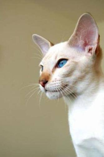 Flame Point Siamese Cat Journal