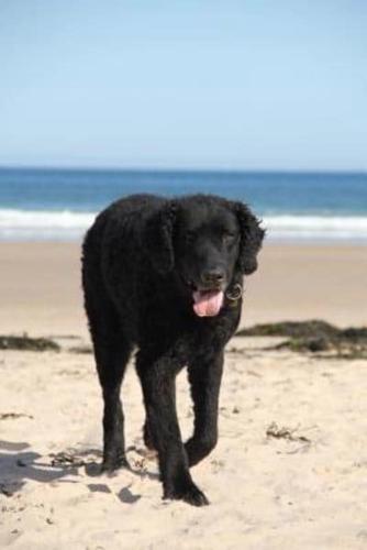 Happy Black Dog on the Beach Journal