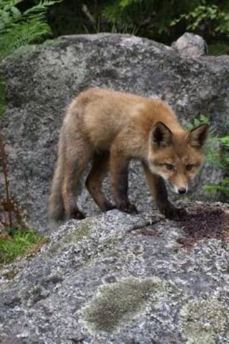 Young Fox in the Wild Journal