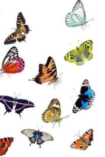 Butterflies Notebook