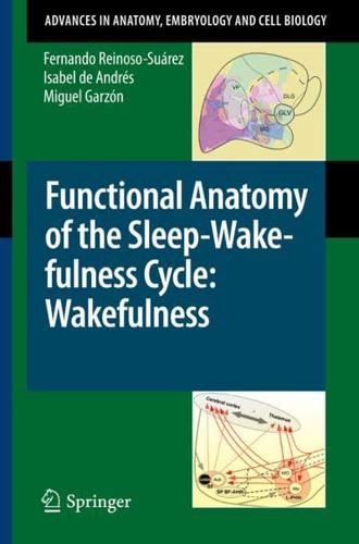 Functional Anatomy of the Sleep-Wakefulness Cycle : Wakefulness