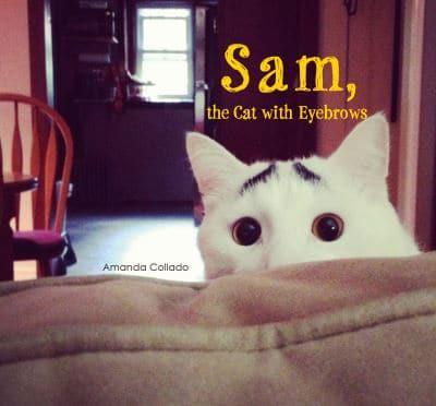 Sam, the Cat With Eyebrows