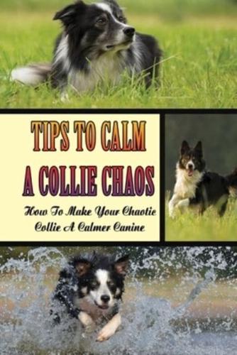 Tips To Calm A Collie Chaos