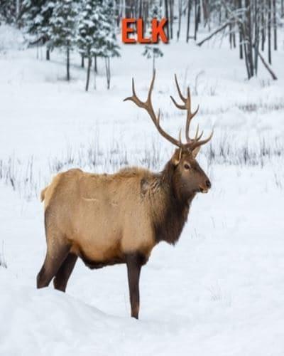 Elk:  Beautiful Pictures & Interesting Facts Children Book About Elk