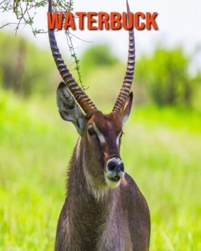 Waterbuck