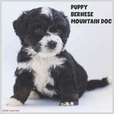 Bernese Mountain Dog Puppy 2022 Calendar: Official Bernese Mountain Dog Breed Calendar 2022, 16 Months