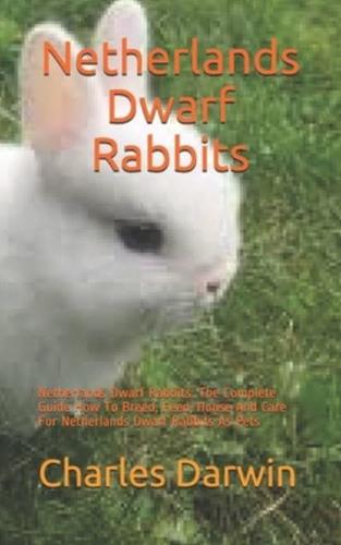 Netherlands Dwarf Rabbits