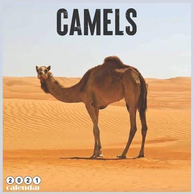 Camels 2021 Calendar