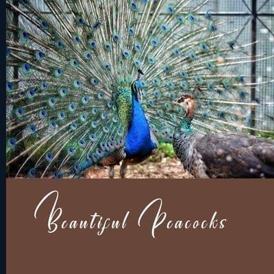 Beautiful Peacocks