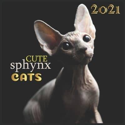Cute Sphynx Cats
