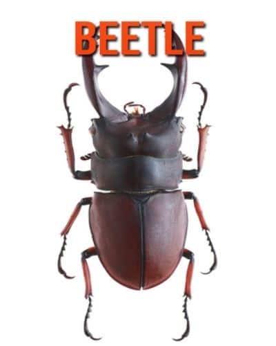 Beetle