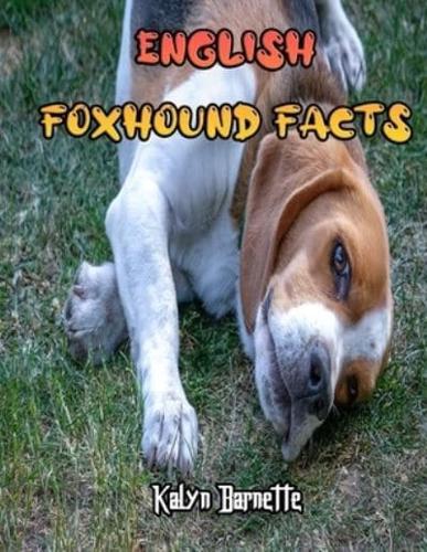 English Foxhound Facts