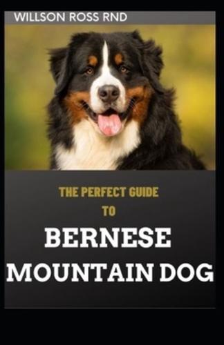 The Perfect Guide to Bernese Mountain Dog