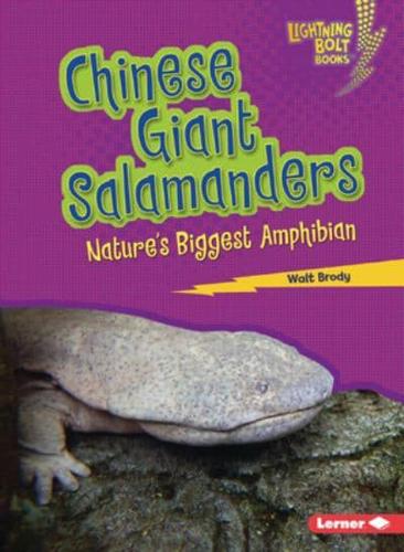 Chinese Giant Salamanders