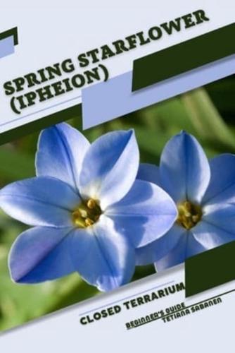 Spring Starflower (Ipheion)