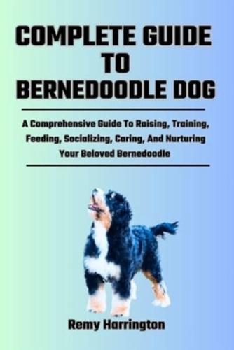 Complete Guide to Bernedoodle Dog