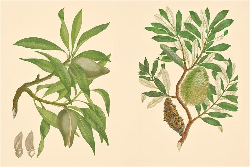 Joseph Banks' Florilegium : Joseph Banks, : 9780500519363 : Blackwell's