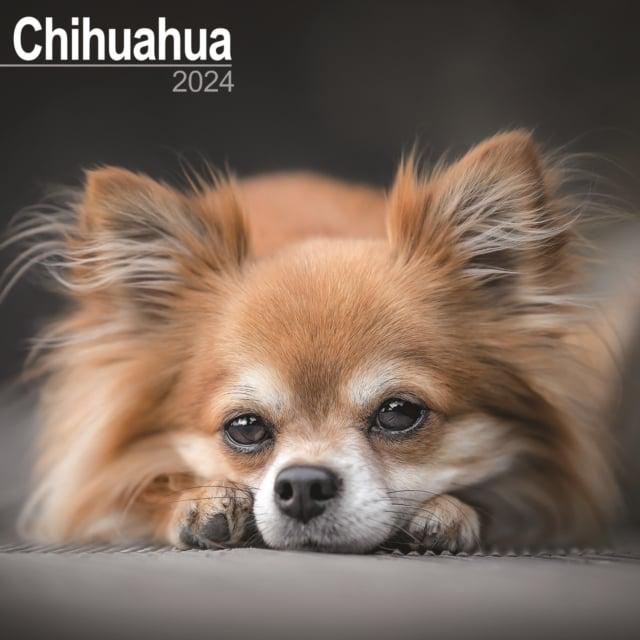 Chihuahua Calendar 2024 Square Dog Breed Wall Calendar 16 Month