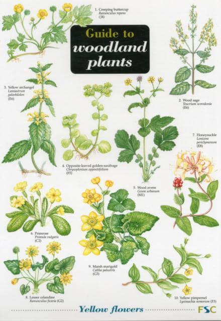 Guide to Woodland Plants : Richard Gulliver, : 9781851538607 : Blackwell's