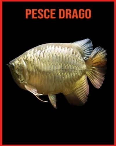 Pesce Drago: Immagini stupende e fatti divertenti sugli animali della  natura : Musso, : 9798714201462 : Blackwell's