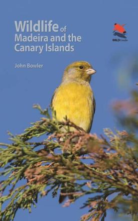 canary islands