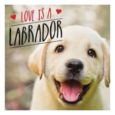 Ellis, C: Love is a Labrador: A Lab-Tastic Celebration of the World's Favourite Dog