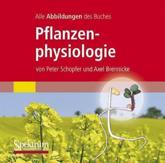 Alle Grafiken Des Lehrbuchs Pflanzenphysiologie - Peter Schopfer, Axel Brennicke
