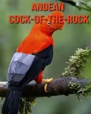 Andean Cock-of-The-Rock